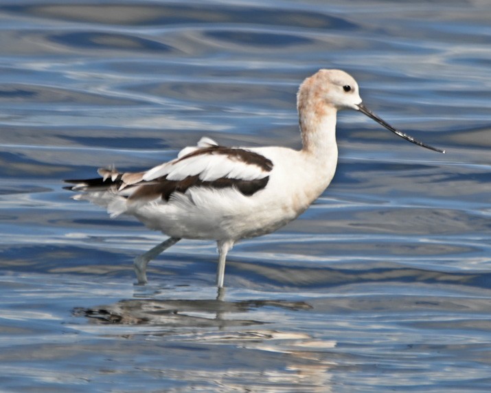 American Avocet - ML361985351