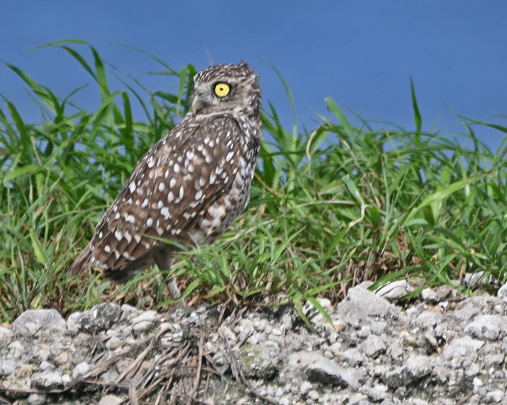 Burrowing Owl - Paula Gatrell