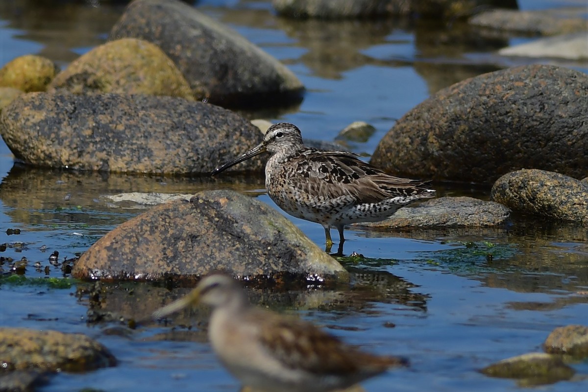 Short-billed Dowitcher - ML361986331