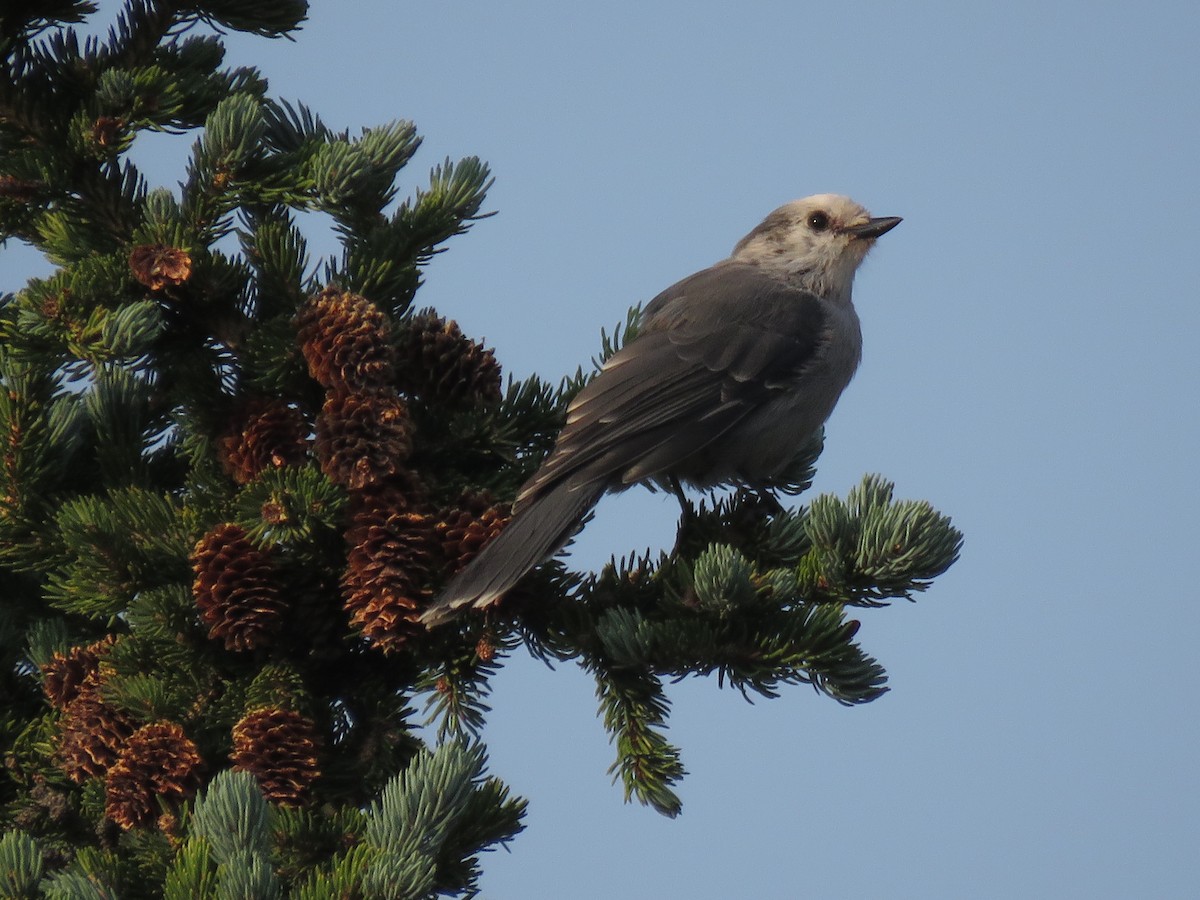 Canada Jay (Rocky Mts.) - ML361990451