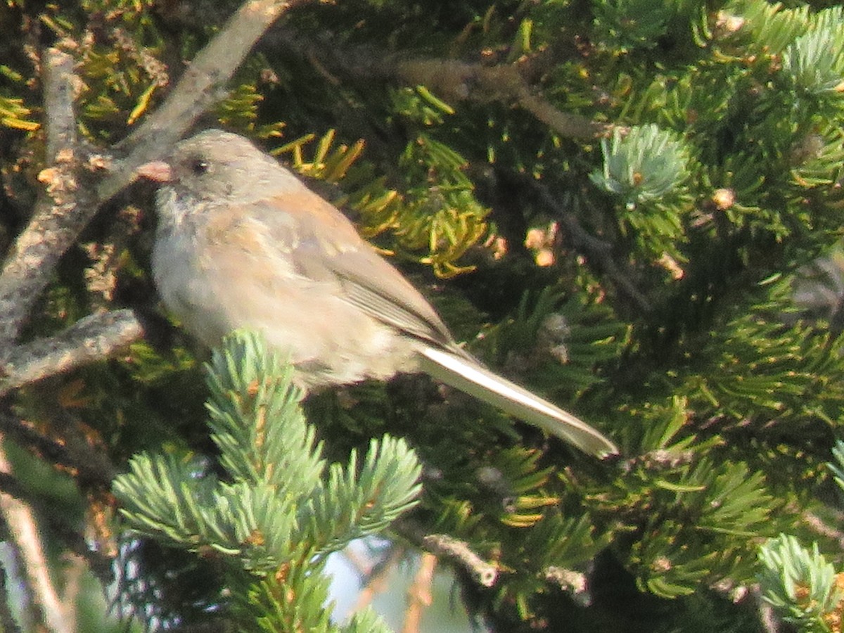 Junco Ojioscuro (mearnsi x caniceps) - ML361990631