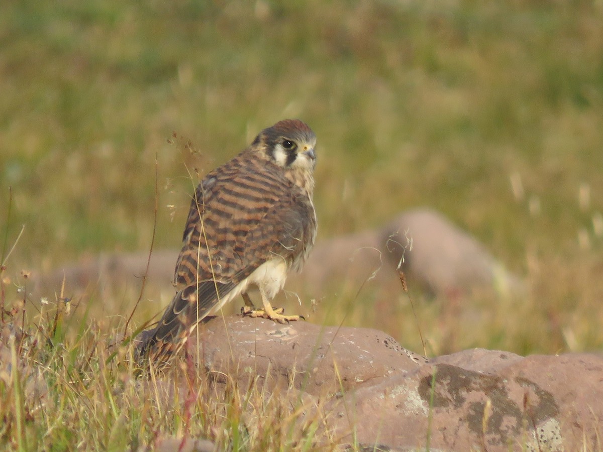 American Kestrel - ML361990851