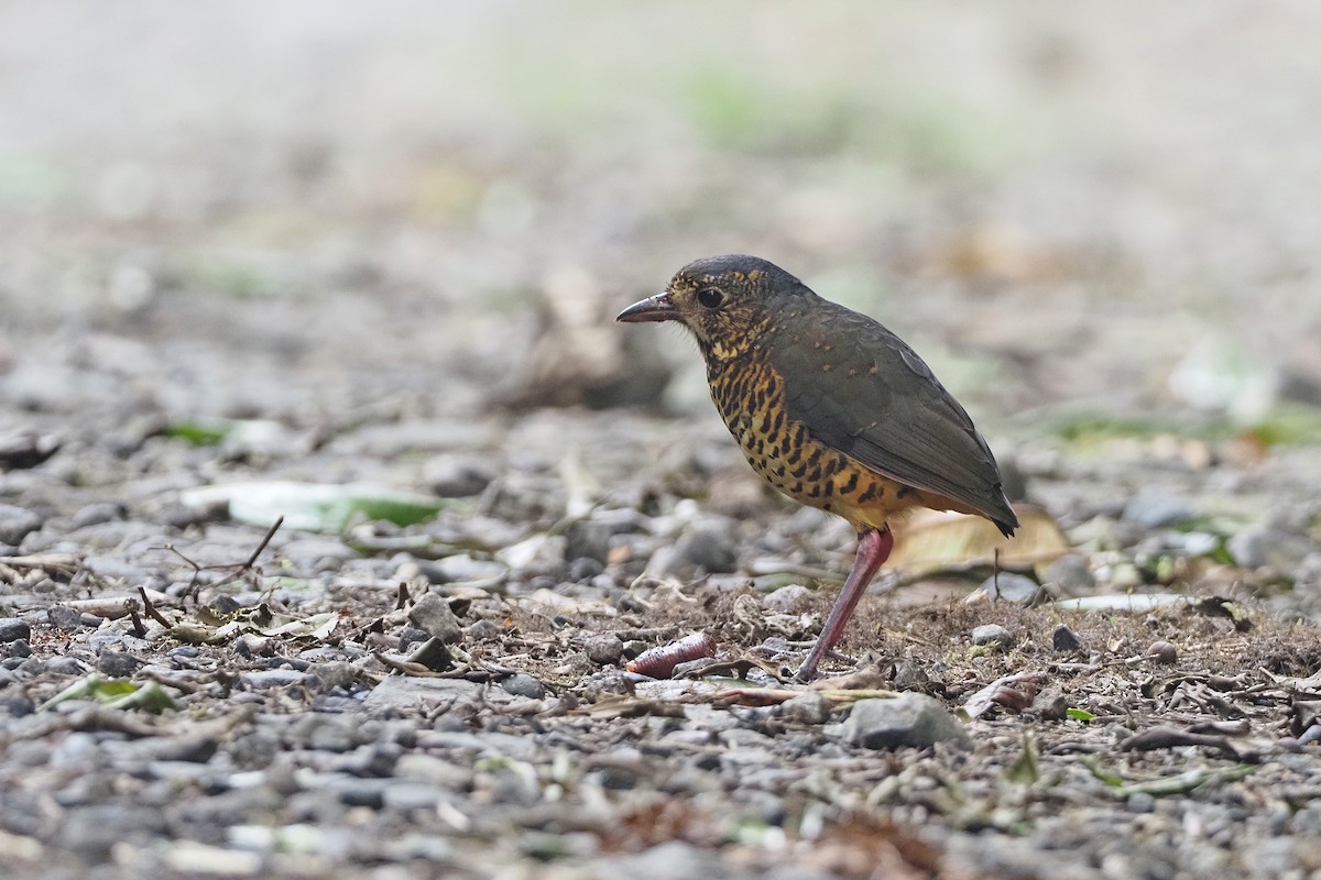 Undulated Antpitta - ML361991941