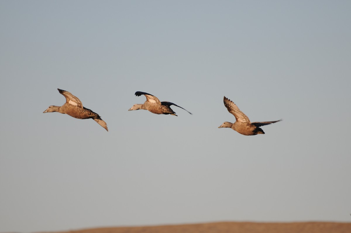 Eider arrunta - ML36199301