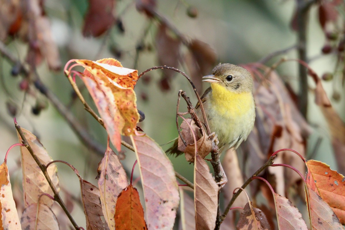 Common Yellowthroat - ML361993331