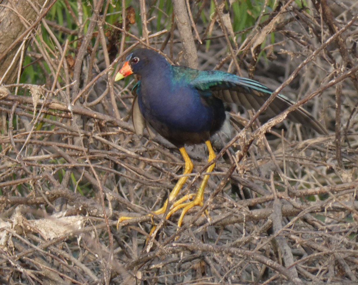 Purple Gallinule - Dora Ann Ortego