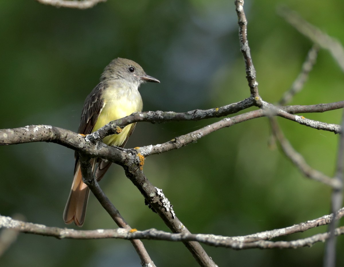 Great Crested Flycatcher - ML361995541