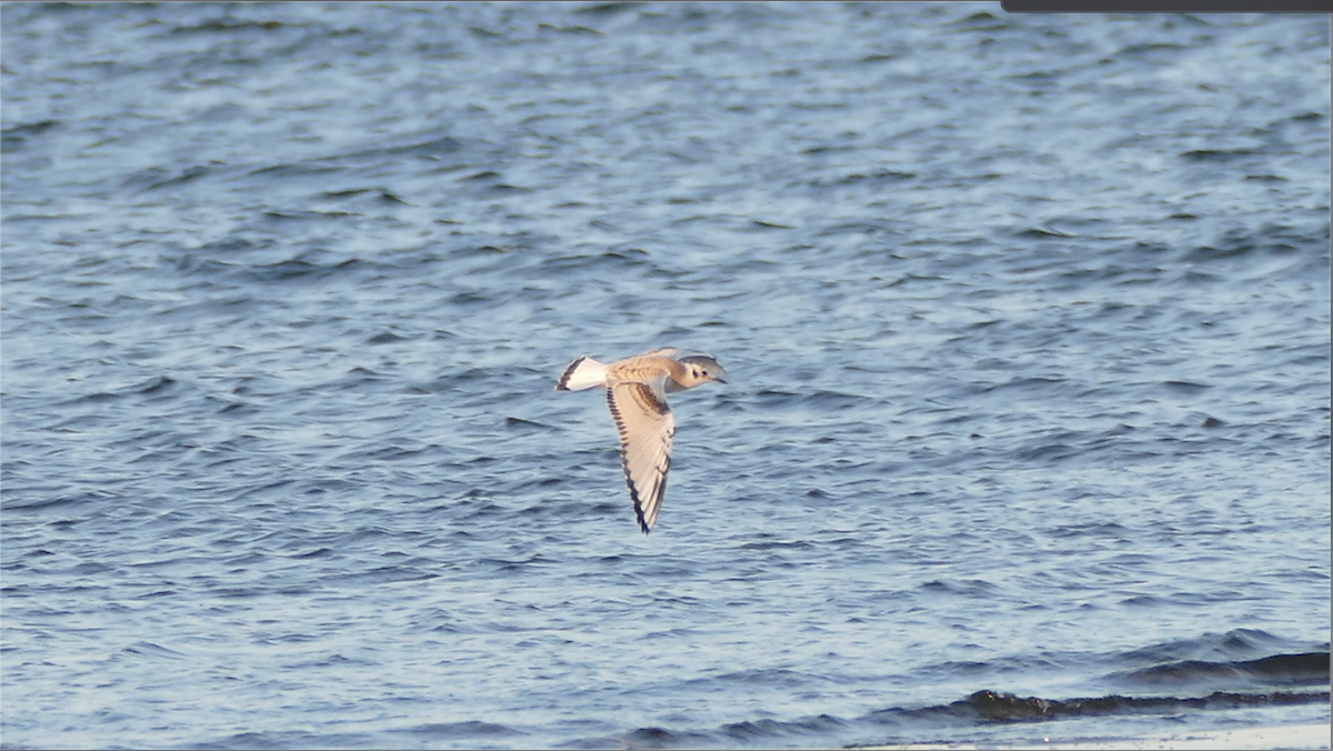 Bonaparte's Gull - ML361996061