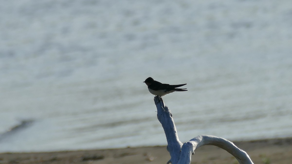 Barn Swallow (American) - ML361996591