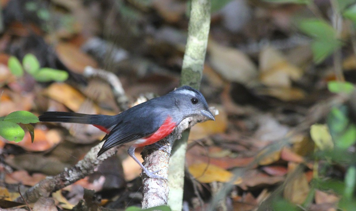 Gray-throated Chat - Jessica Johnson