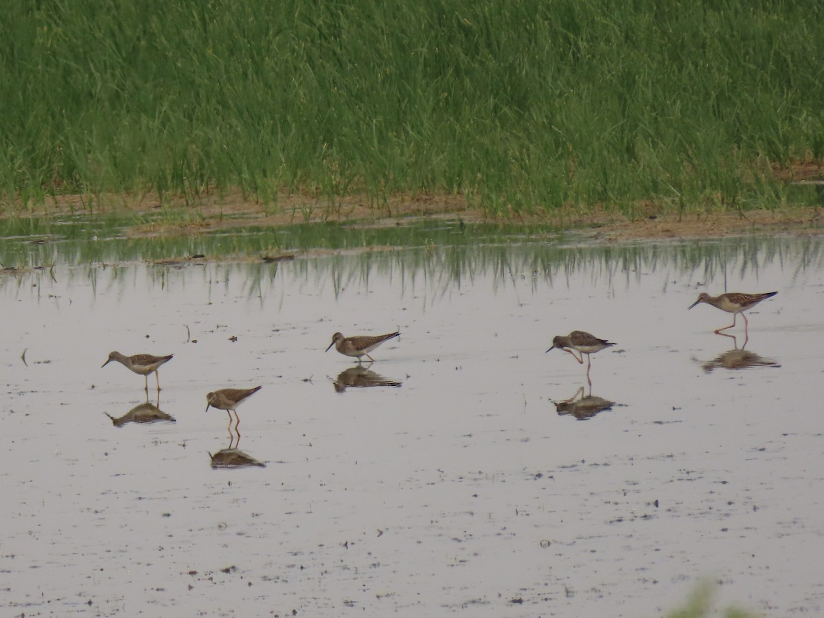 Lesser Yellowlegs - ML361997551