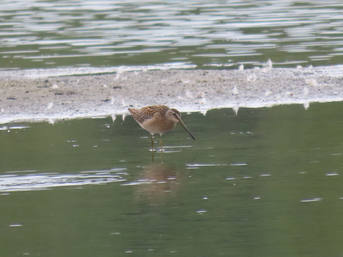 Short-billed Dowitcher - ML361998271