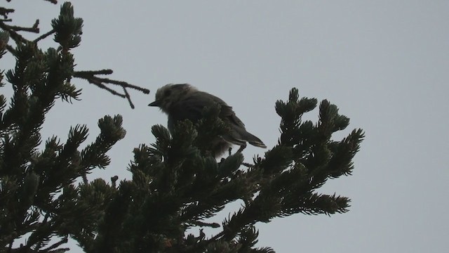 Canada Jay (Rocky Mts.) - ML362000861