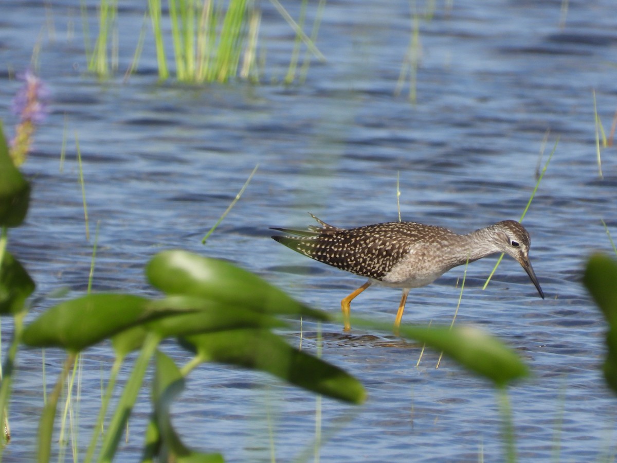 Lesser Yellowlegs - Emmanuel Poncelet