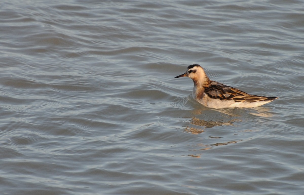 polarsvømmesnipe - ML36200331