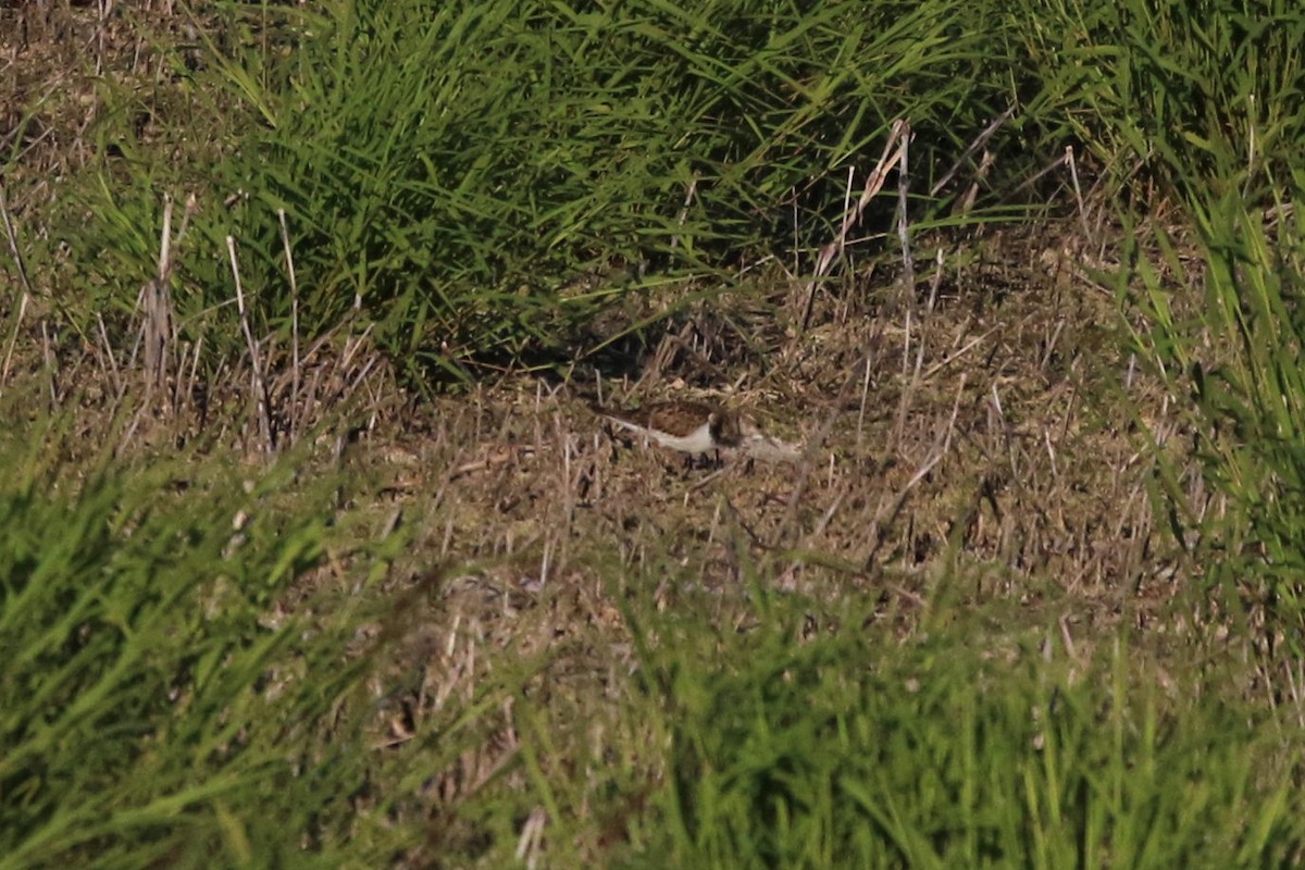 Ruddy Turnstone - ML362003881