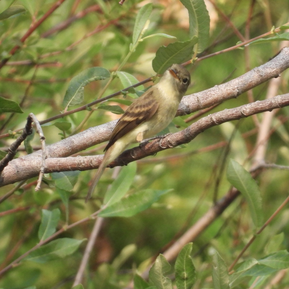 Willow Flycatcher - ML362003891