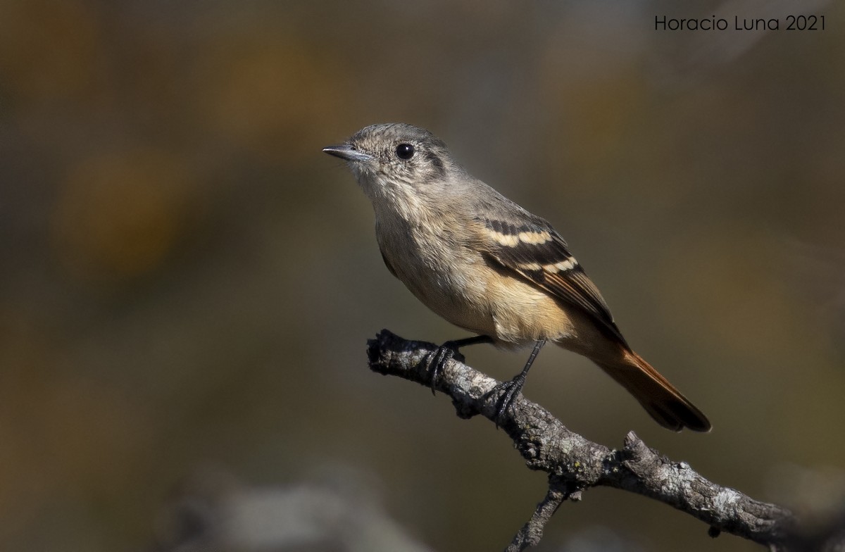 White-winged Black-Tyrant - ML362004061