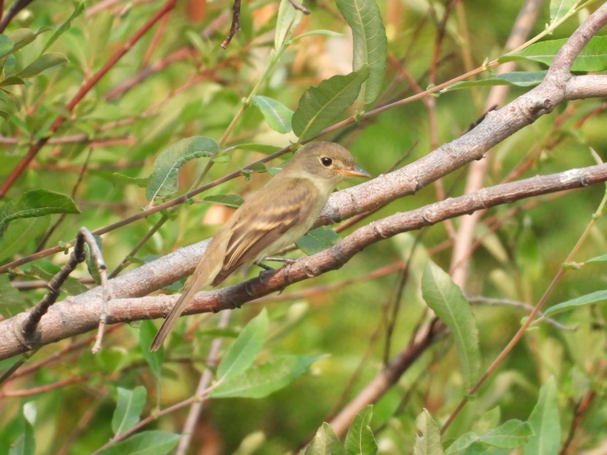 Willow Flycatcher - ML362004071