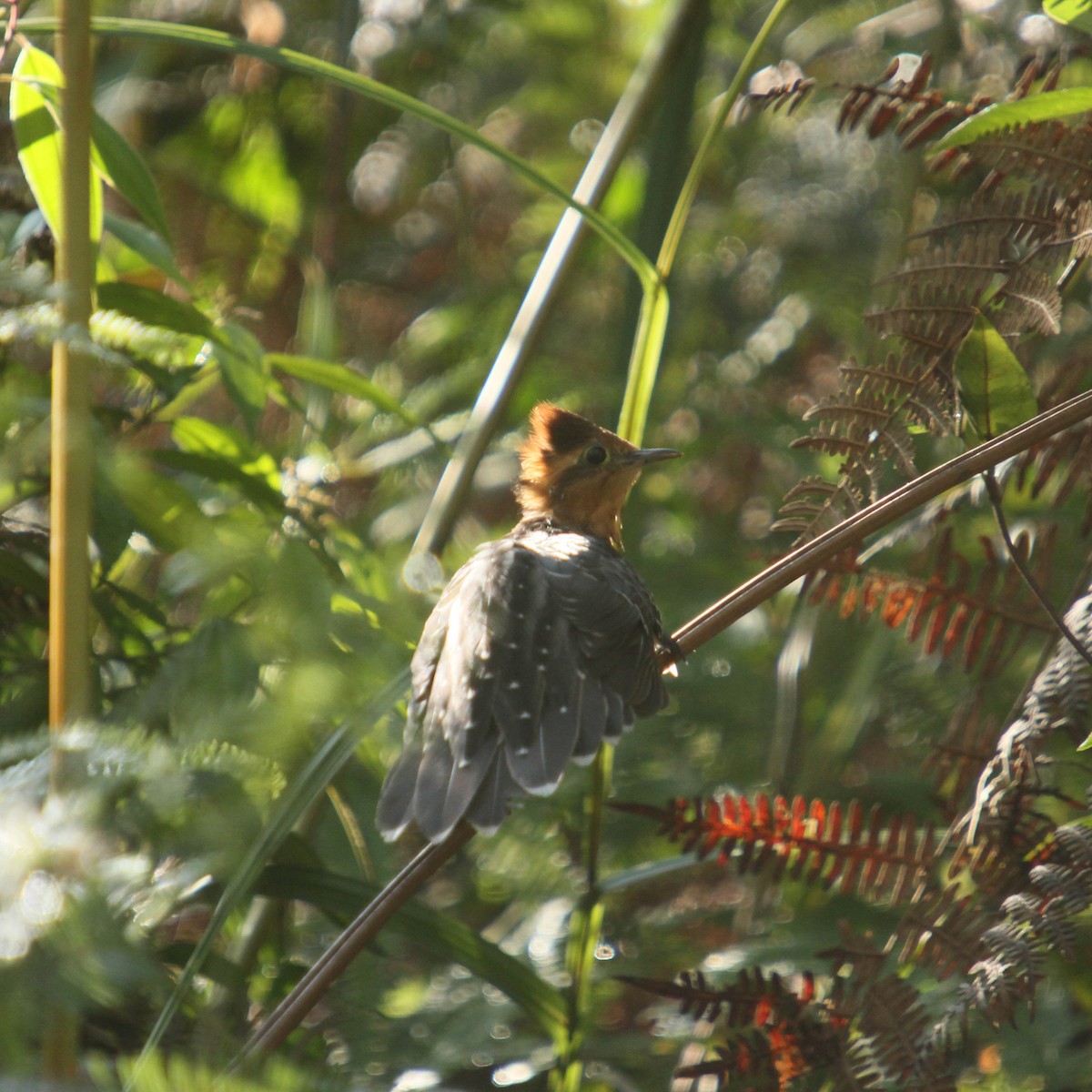 Pavonine Cuckoo - ML362005061