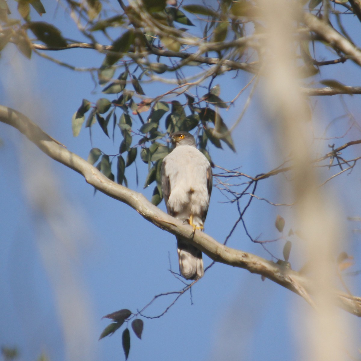 Bicolored Hawk - ML362005111