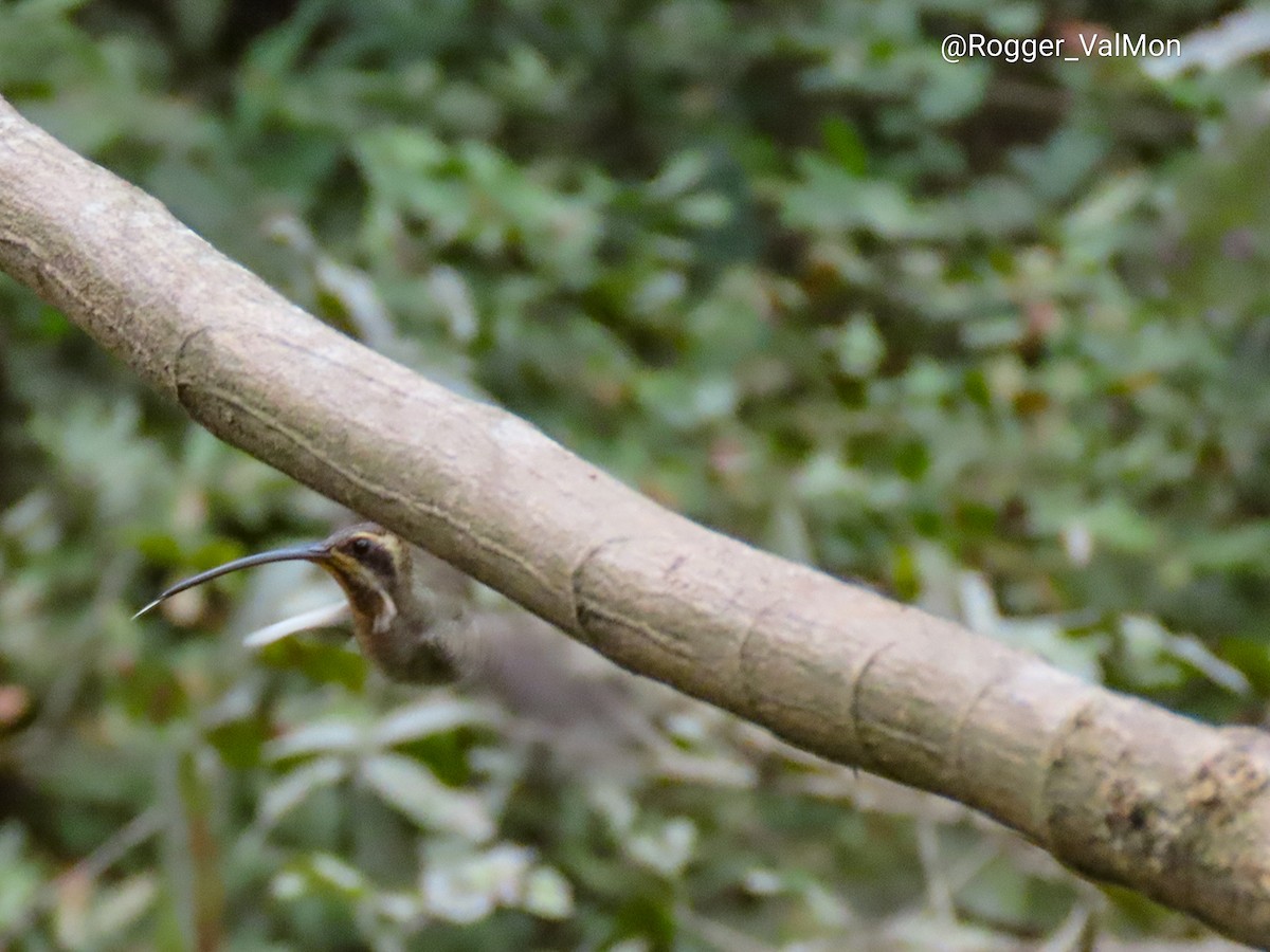 kolibřík tmavolící (ssp. baroni) - ML362006201