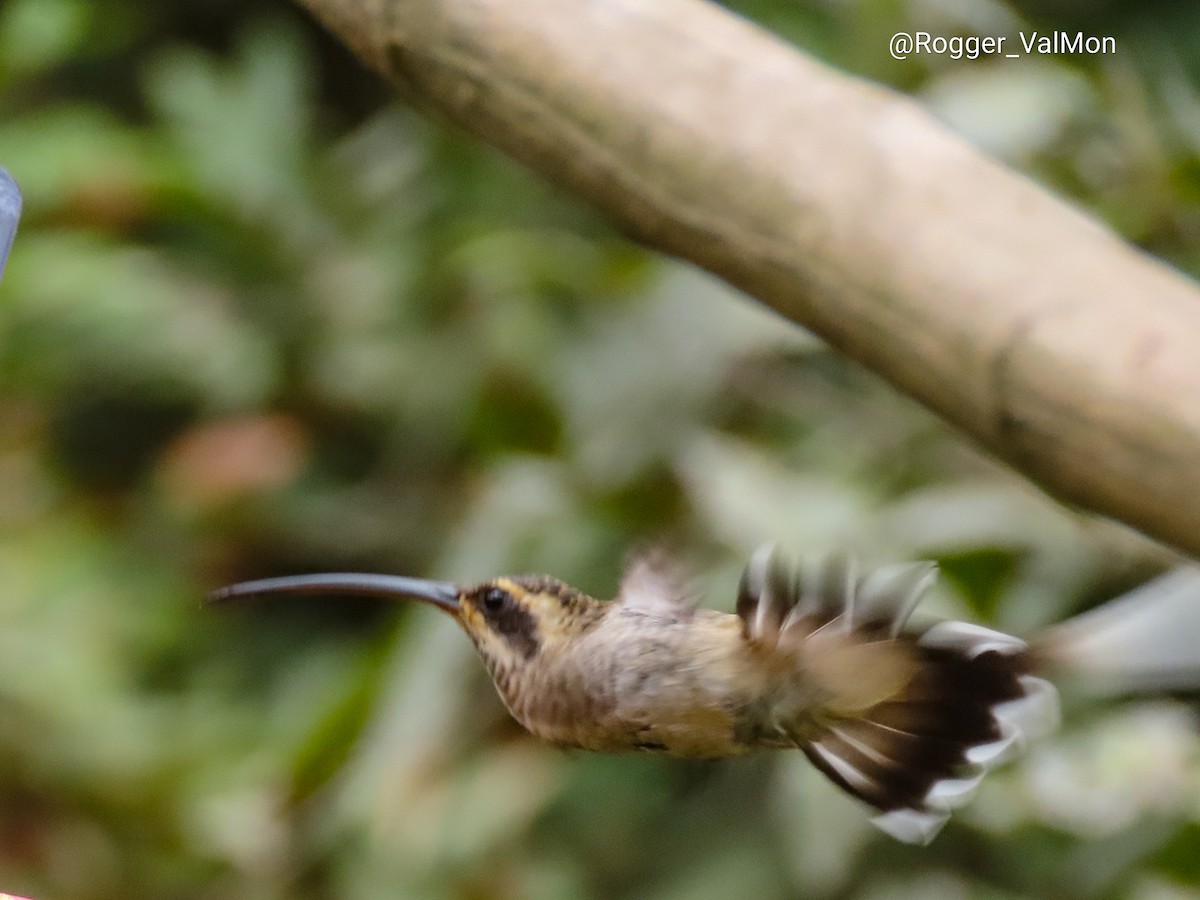 kolibřík tmavolící (ssp. baroni) - ML362006211
