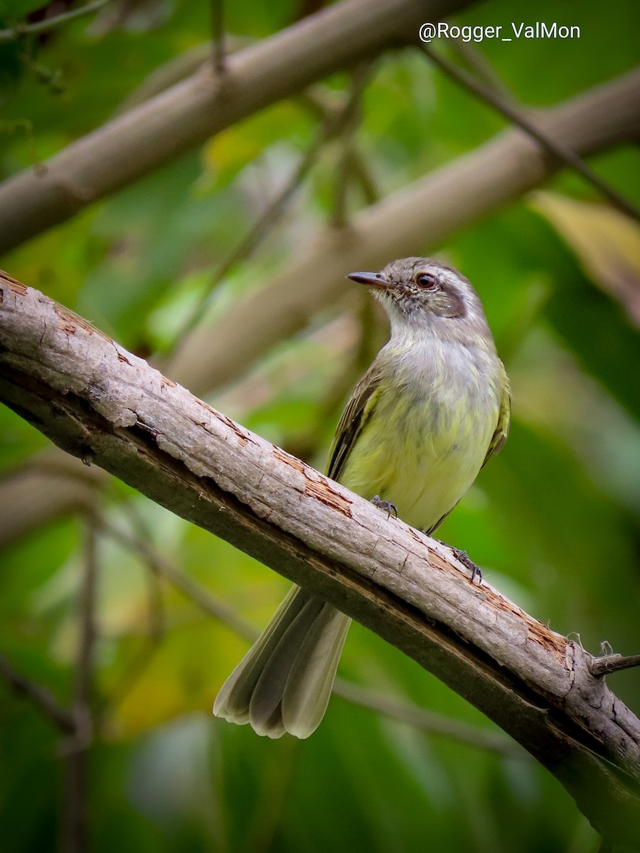 Pacific Elaenia - Rogger Valencia Monroy