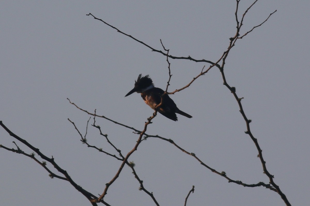 Belted Kingfisher - Ronald Newhouse