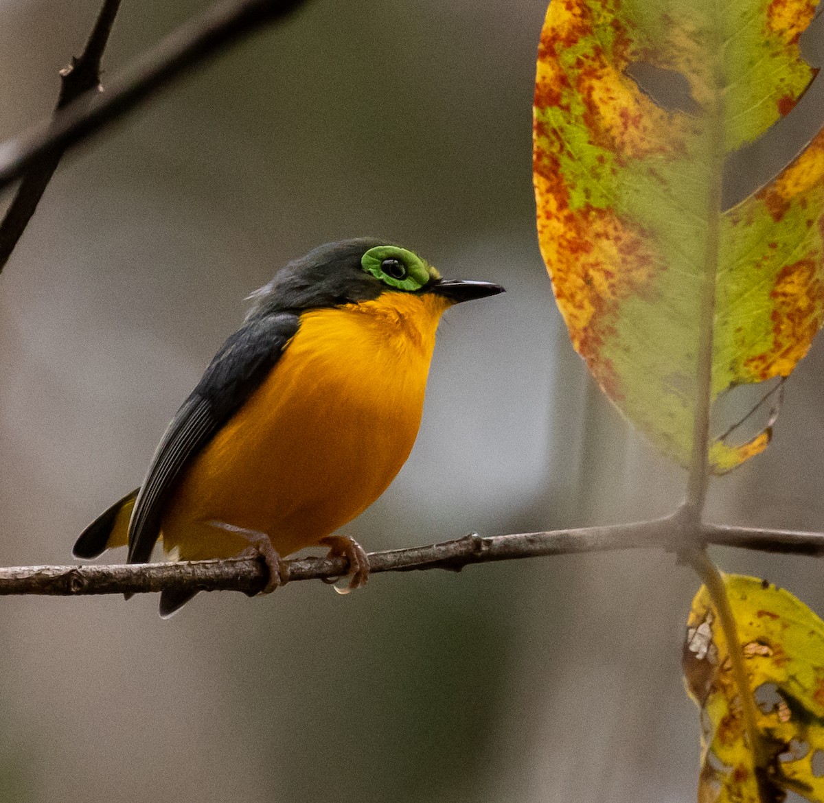 Yellow-bellied Wattle-eye - ML362007881