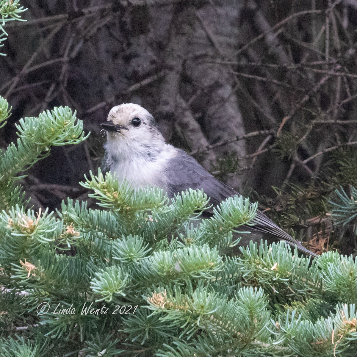 Canada Jay - ML362008431