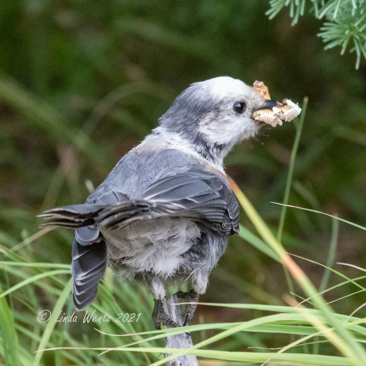 Canada Jay - ML362008441