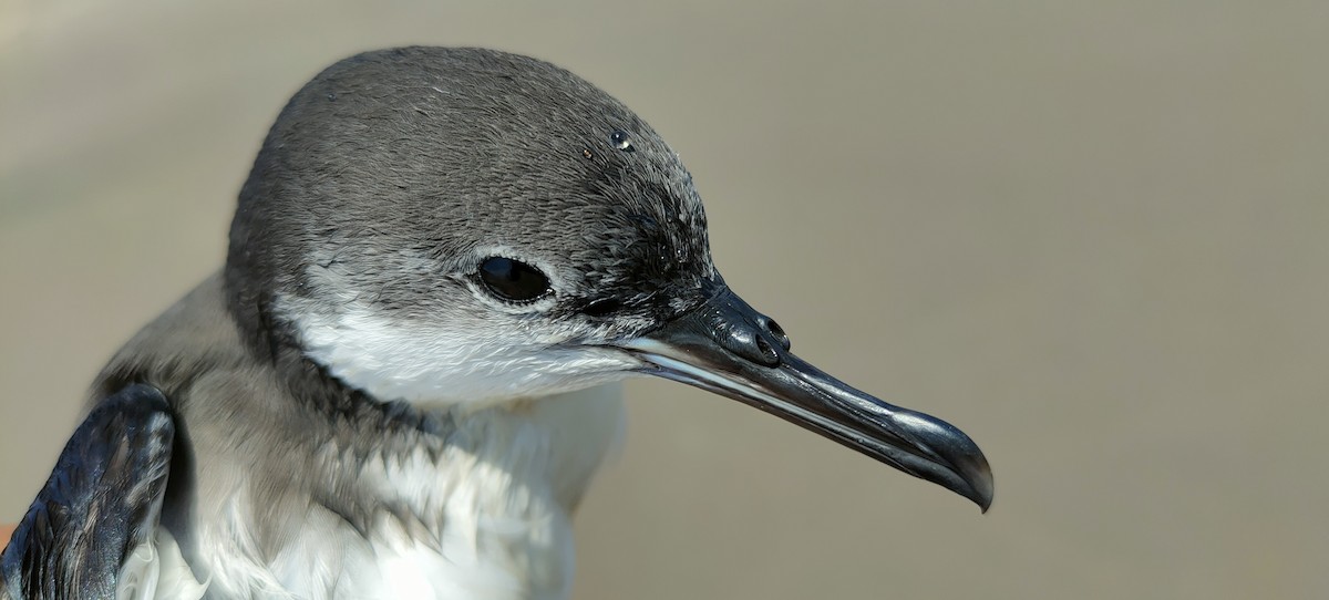 Galapagos Shearwater - ML362008901