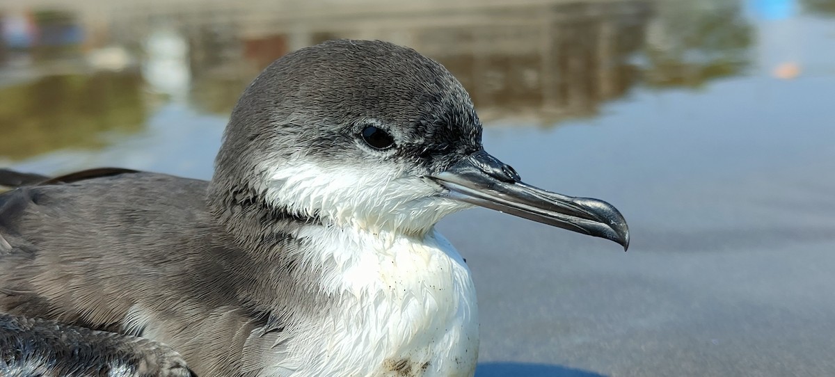 Galapagos Shearwater - ML362008911