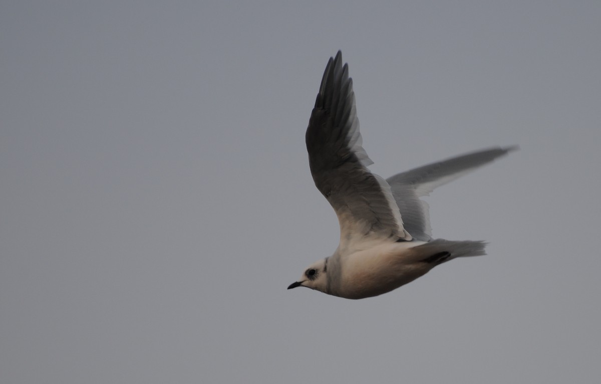 Ross's Gull - ML36201091