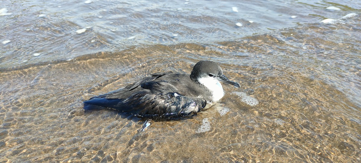 Galapagos Shearwater - ML362012031