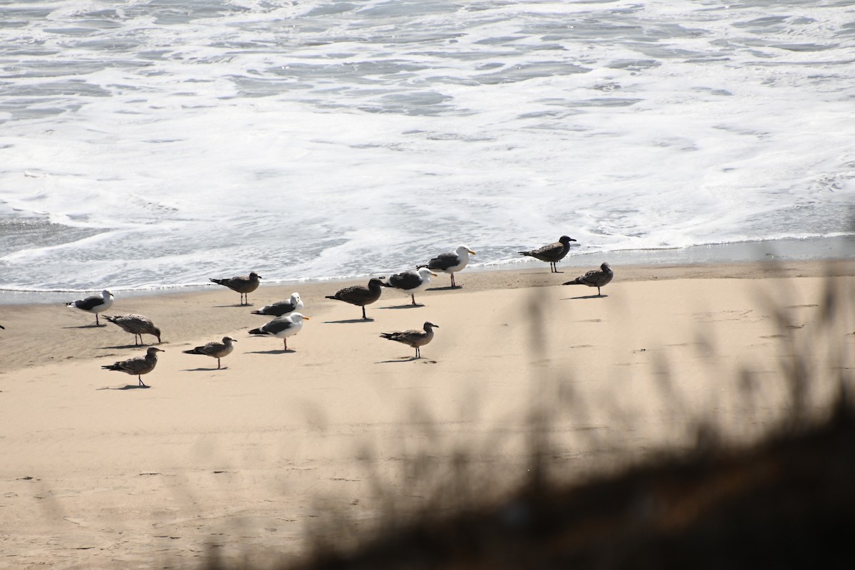 Gaviota Occidental - ML362013471