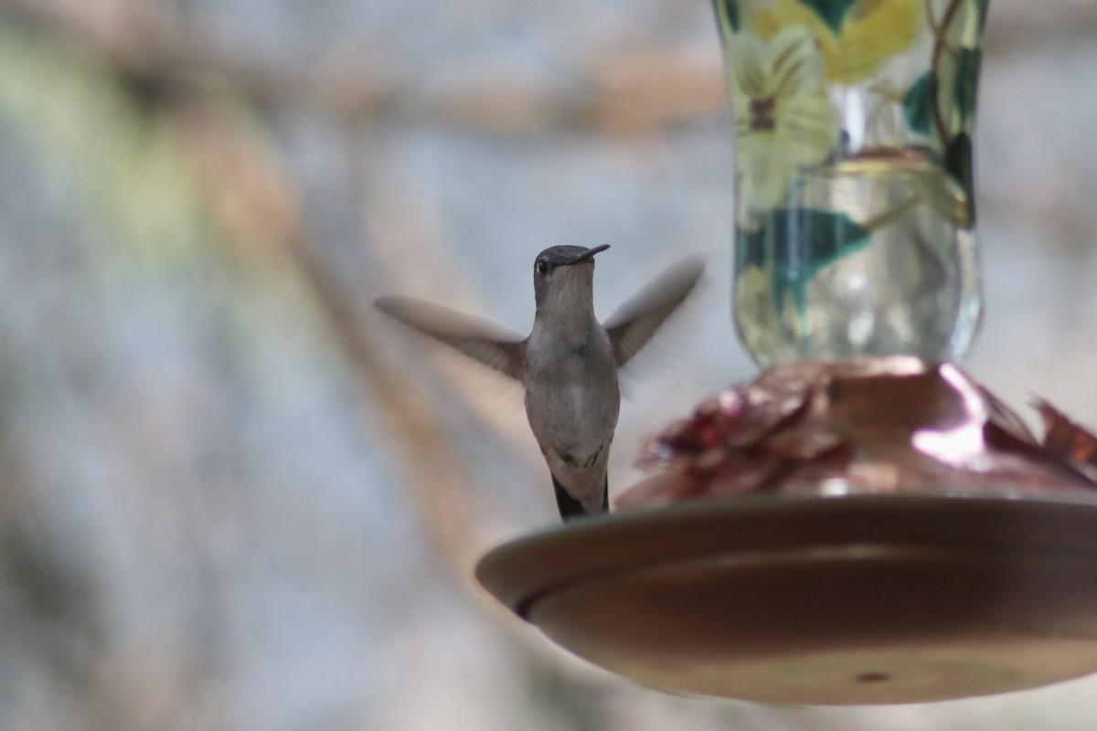 Ruby-throated Hummingbird - ML362013591