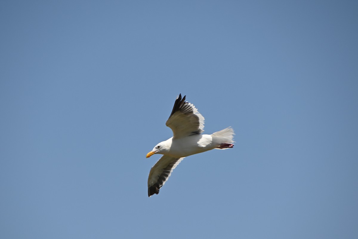 Western Gull - ML362013671