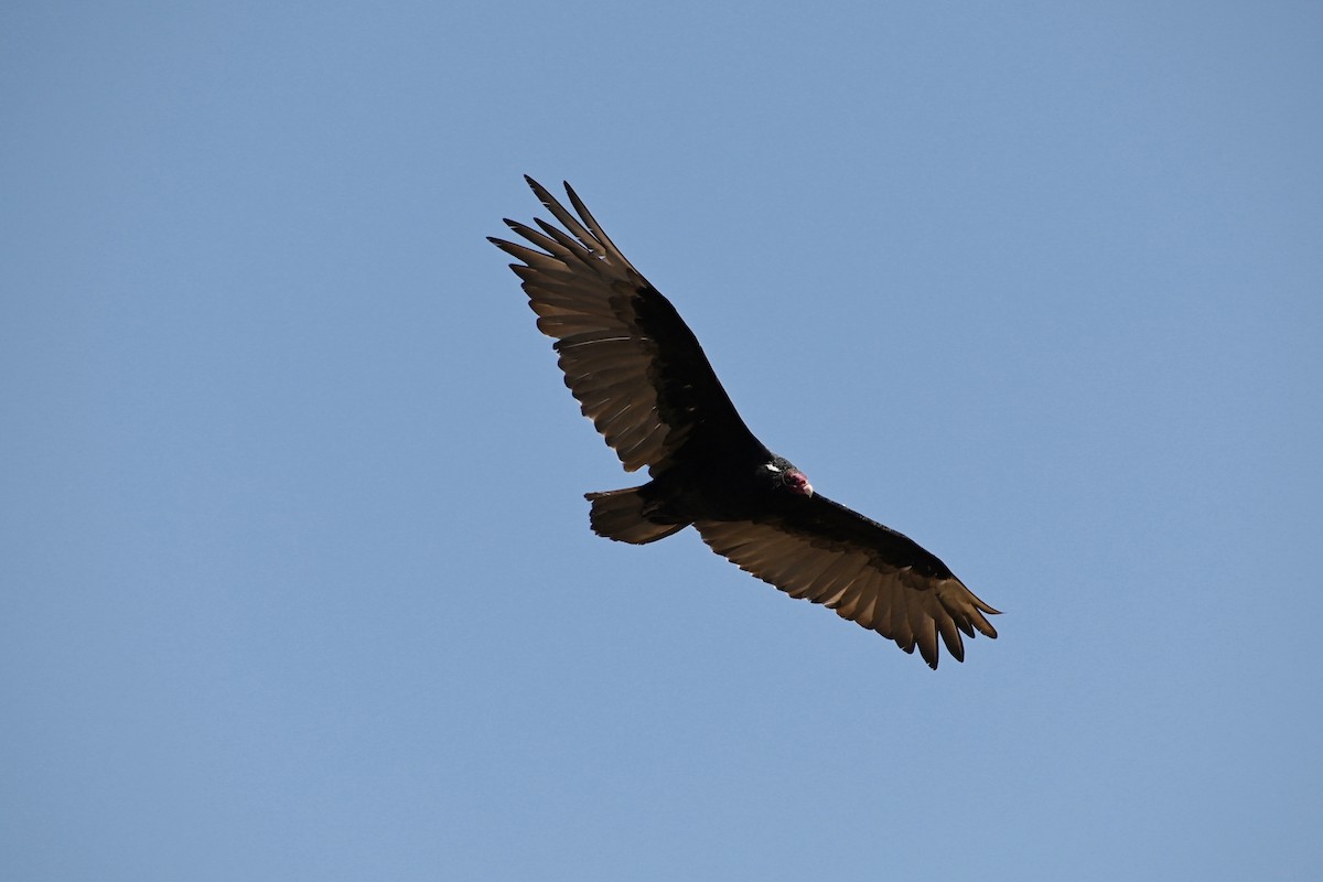 Turkey Vulture - Rich Howard