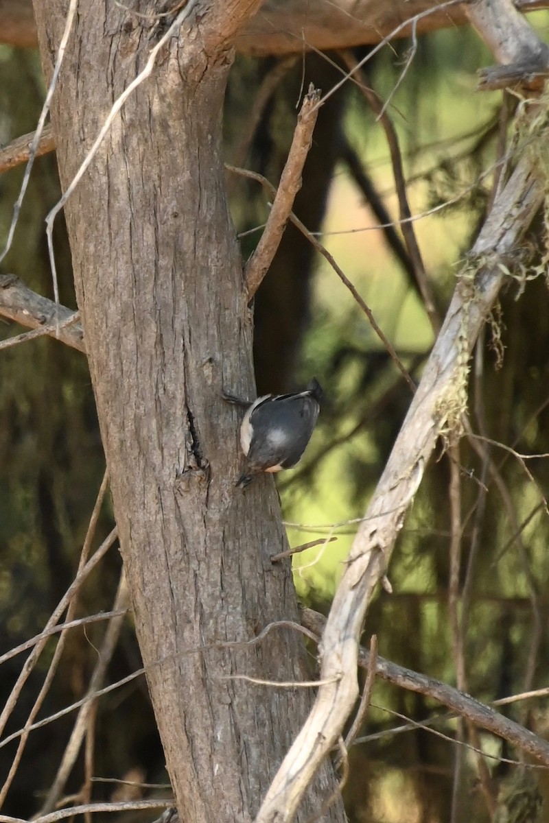 Pygmy Nuthatch - ML362015101