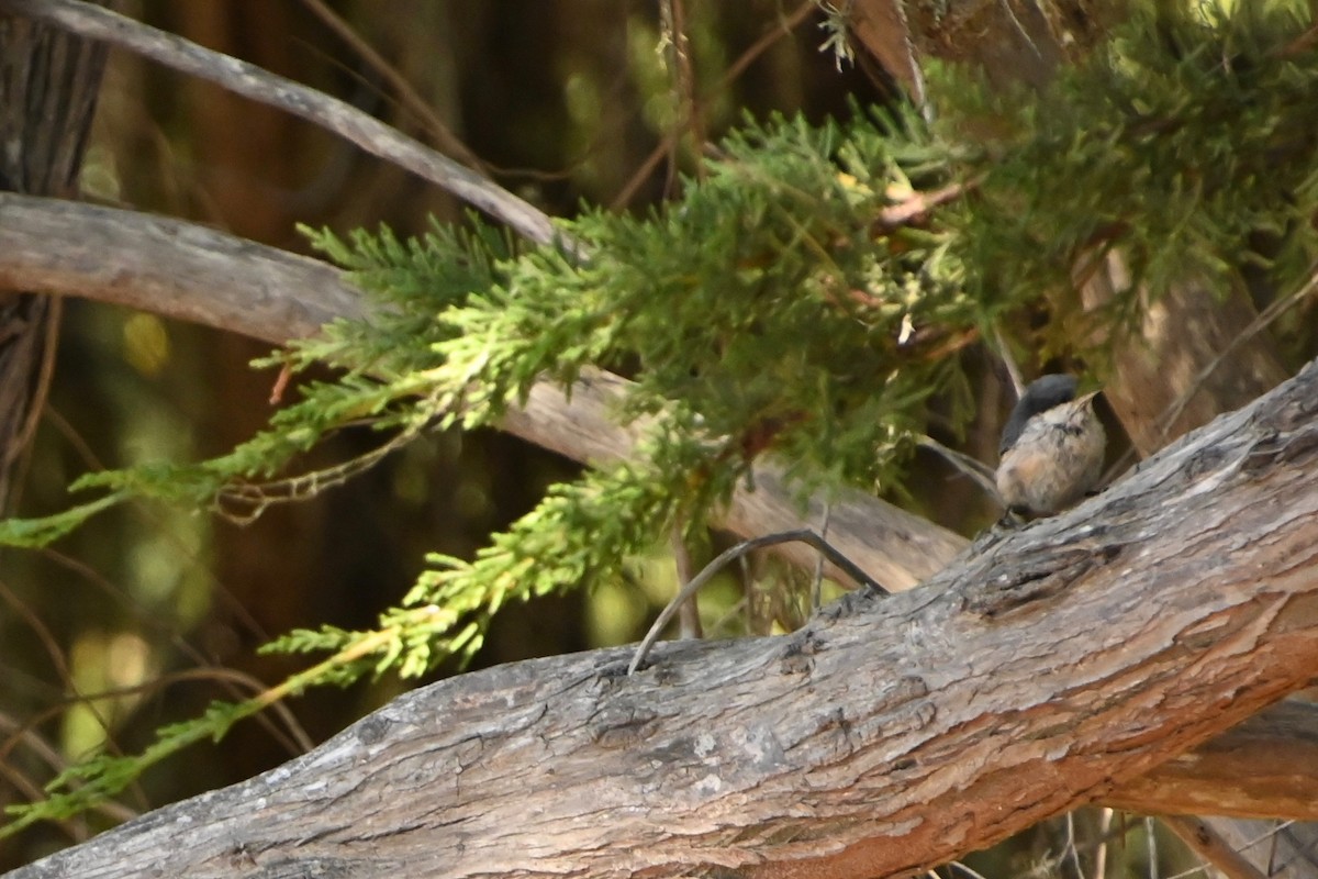 Pygmy Nuthatch - ML362015111