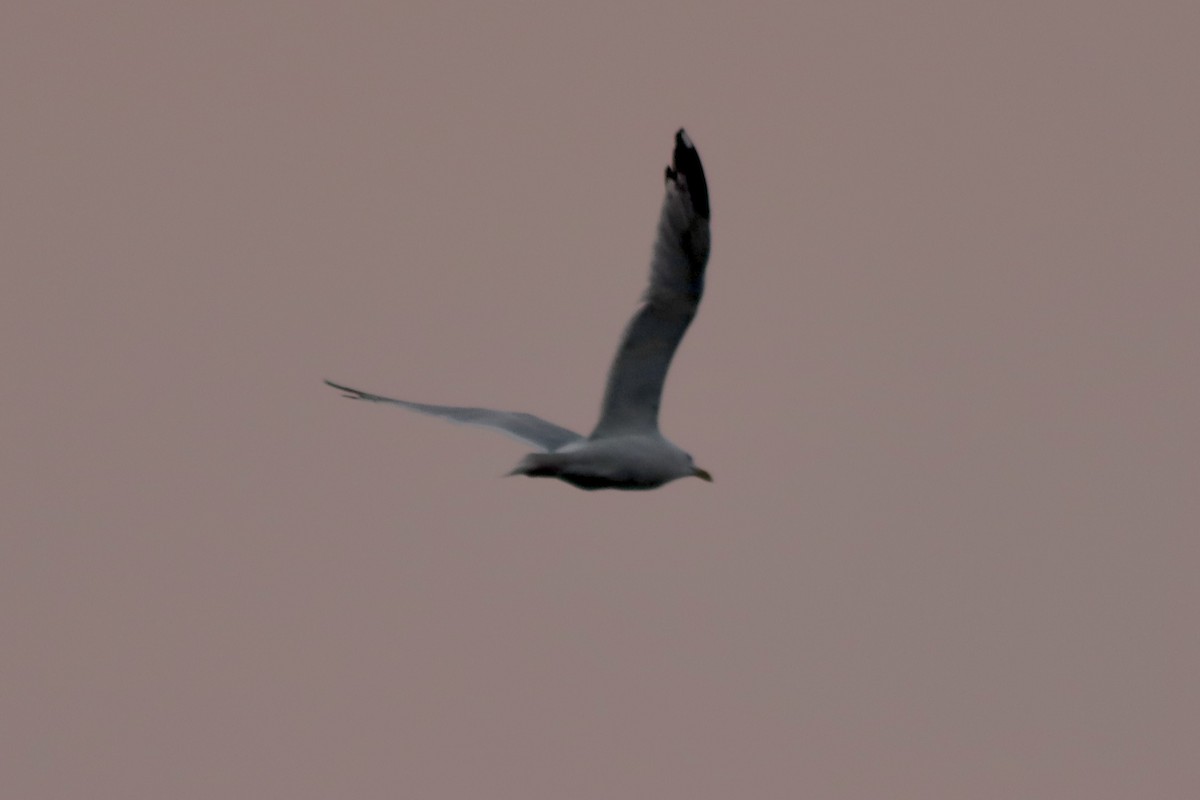 Серебристая чайка - ML362015121