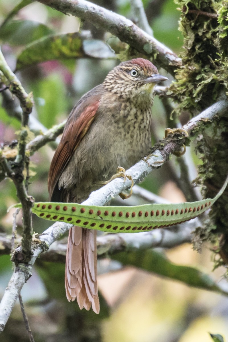 Speckled Spinetail - Robert Lewis