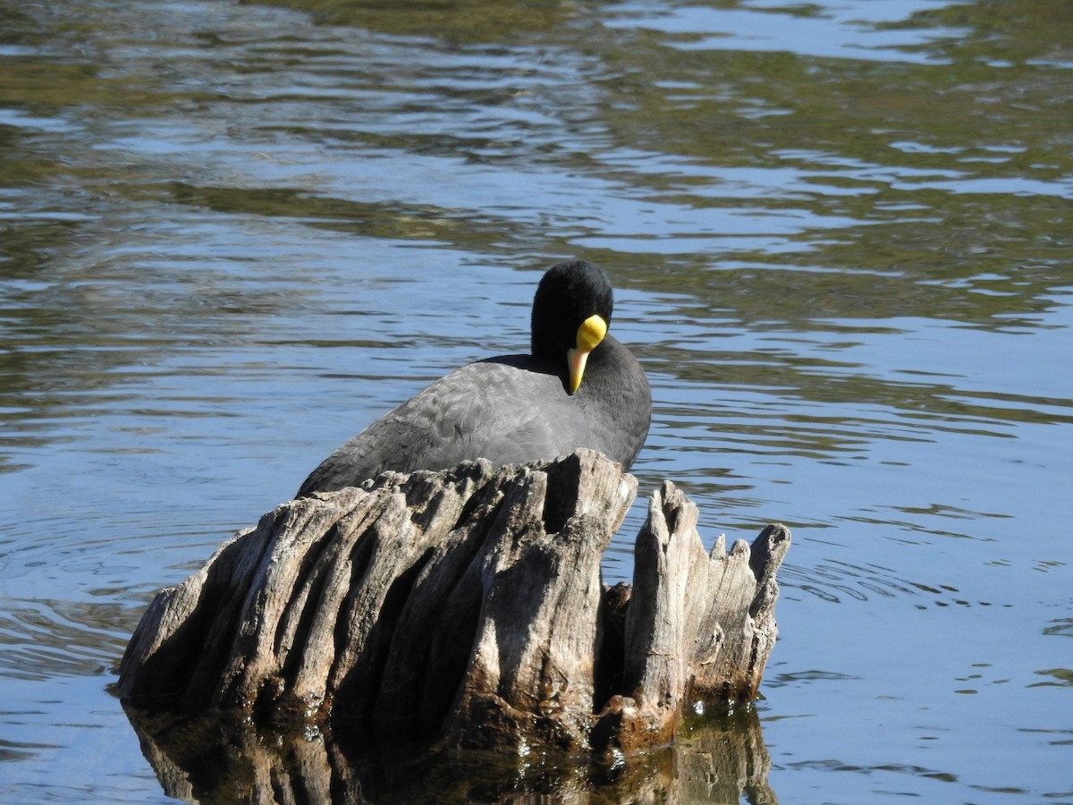 White-winged Coot - ML362016481