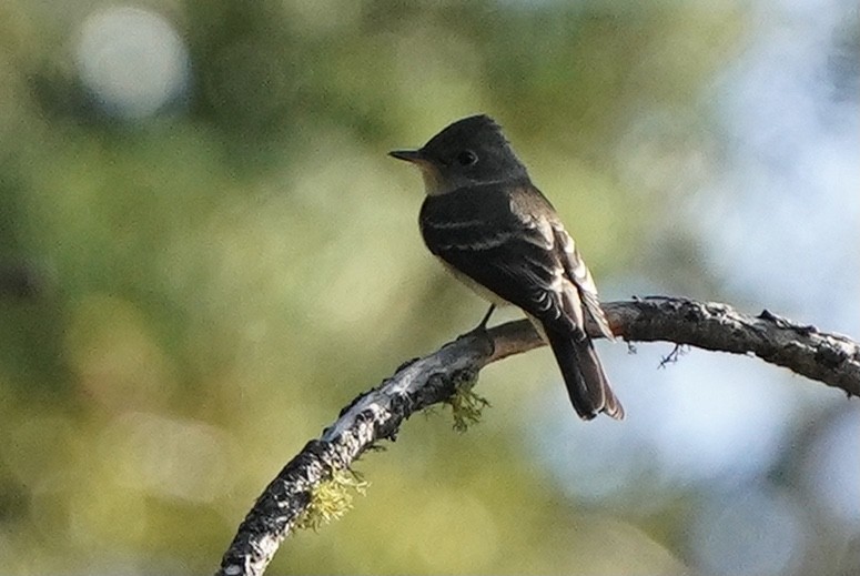 Western Wood-Pewee - ML362019051