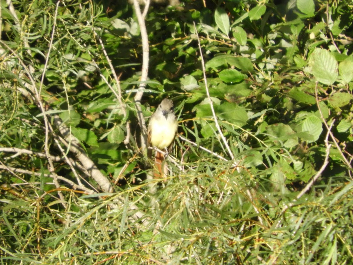 Great Crested Flycatcher - ML362019151