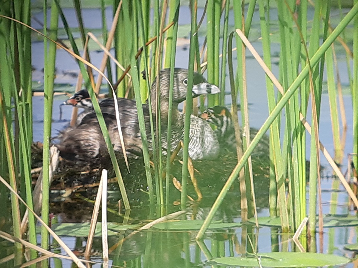 Pied-billed Grebe - ML362020271