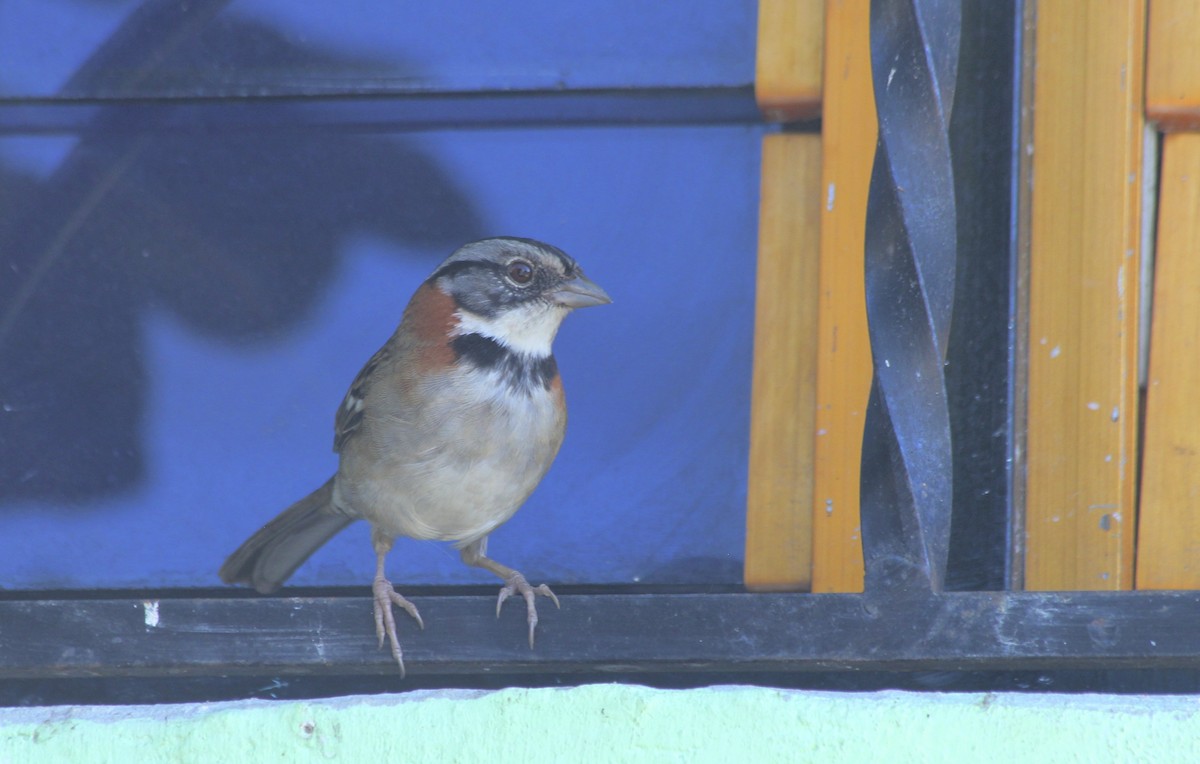 Rufous-collared Sparrow - Jessica Johnson