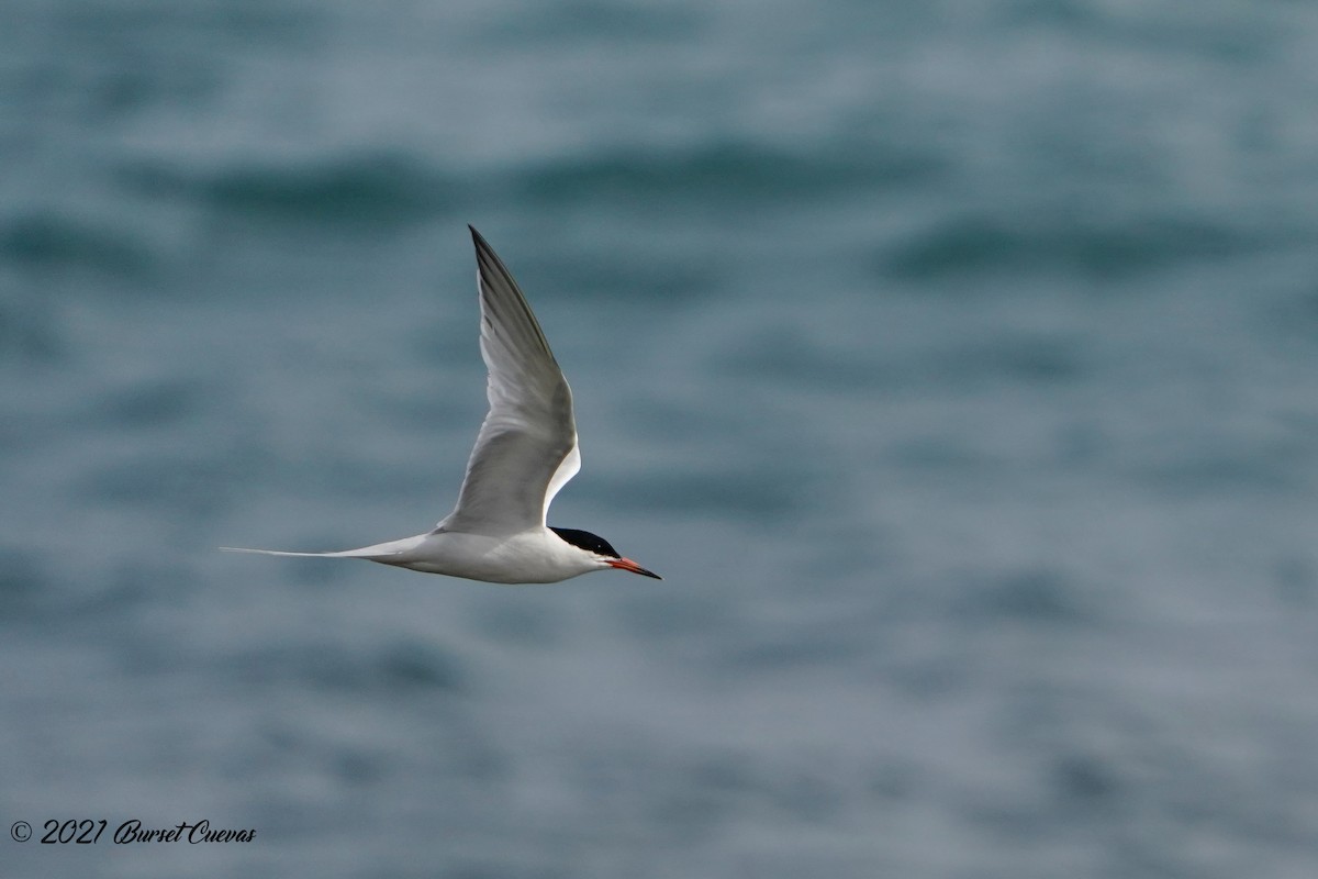 Roseate Tern - ML362021221